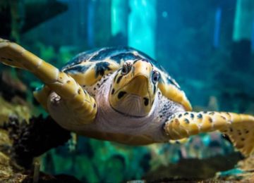 Turtle in Aquaponics
