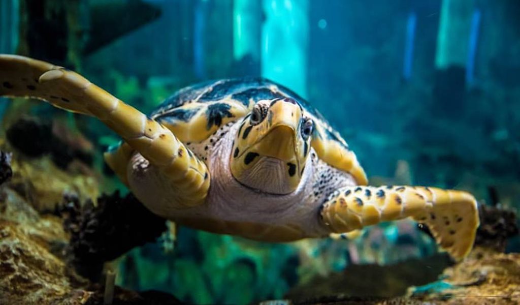 Turtle in Aquaponics