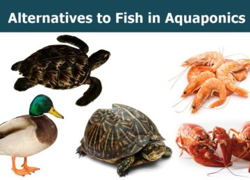 Aquaponics Alternatives Animals