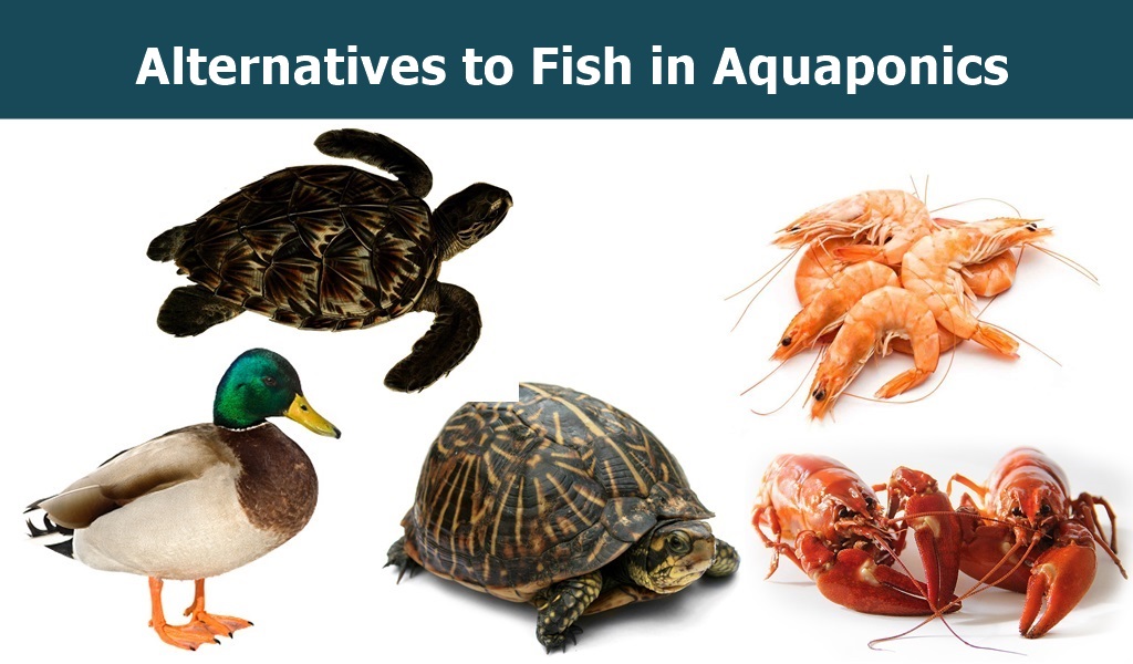 Aquaponics Alternatives Animals