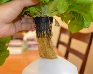 Cup to support plants as Grow Medium
