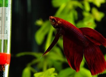Temperature for Aquaponics