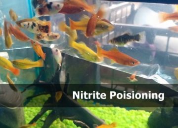 Nitrite poisoning