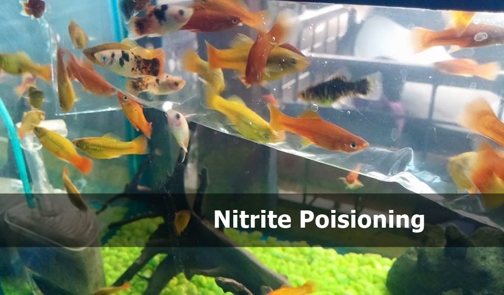 Nitrite poisoning