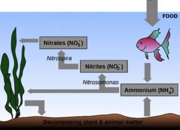 Role of Ammonia in Aquaponics