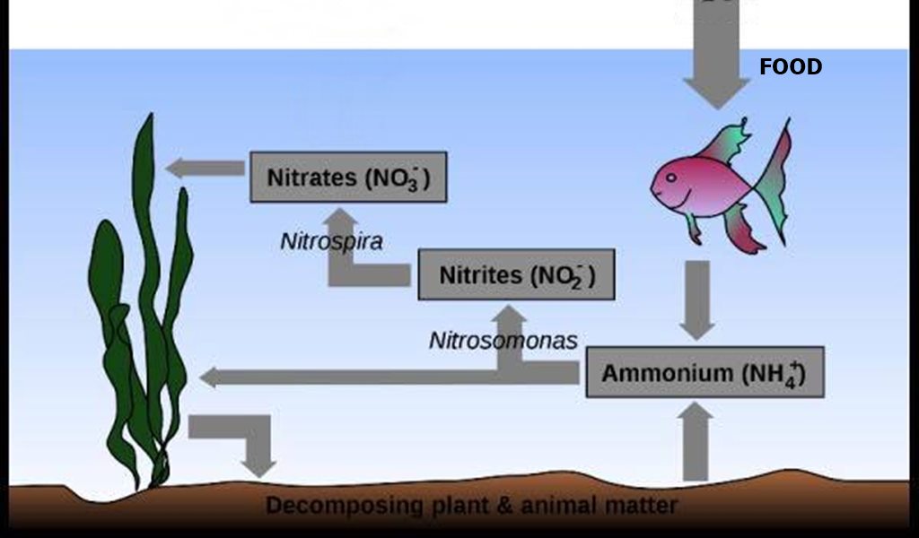Role of Ammonia in Aquaponics