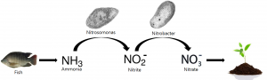 Nitrogen Cycle: Ammonia > Nitrite > Nitrate 