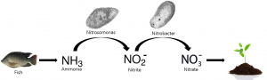 Nitrogen Cycle: Ammonia > Nitrite > Nitrate