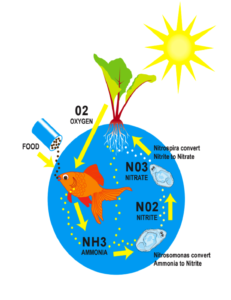 Nitrogen Cycle