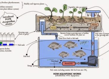 Aquaponics Cycle