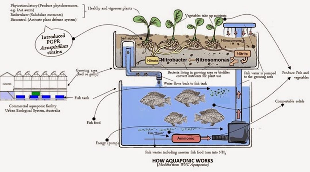 Aquaponik Growbed-Bacteria Aquaponic Bakterienkultur & MO Cycling Aquaponics 