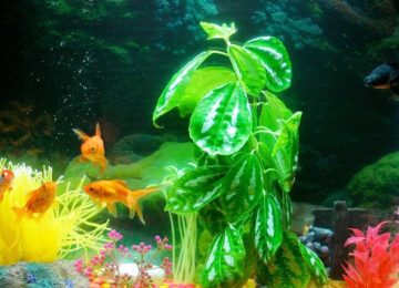 Dissolved Oxygen In Aquaponics