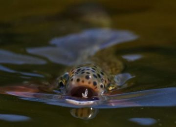 Growing Insects as Alternative food For Fish