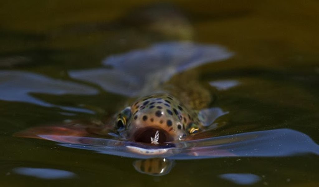 Growing Insects as Alternative food For Fish