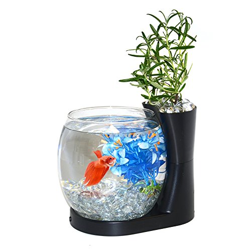 Best Aquaponics Betta Tanks: Elive Betta Fish Bowl