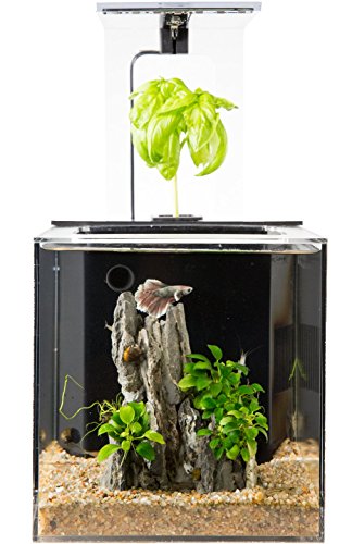 Best Aquaponics Betta Tank: EcoQubeC Aquarium