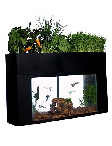 Best Aquaponics Betta Tanks: AquaSprouts Garden