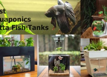 Best Aquaponics Betta Fish Tanks