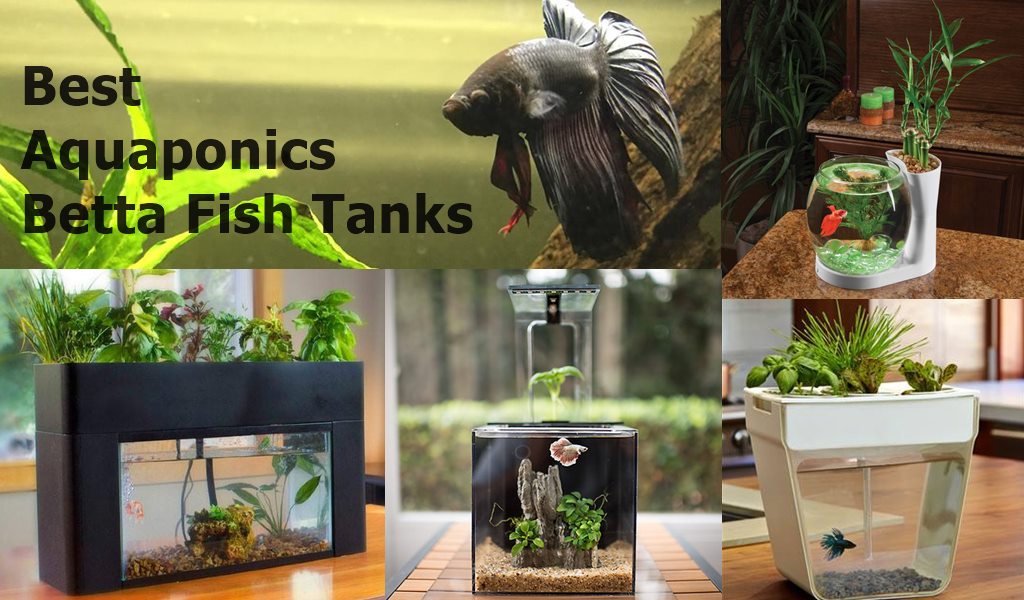 Best Aquaponics Betta Fish Tanks