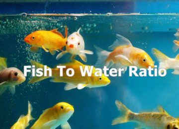 Fish to Water Ratio in Aquaponics