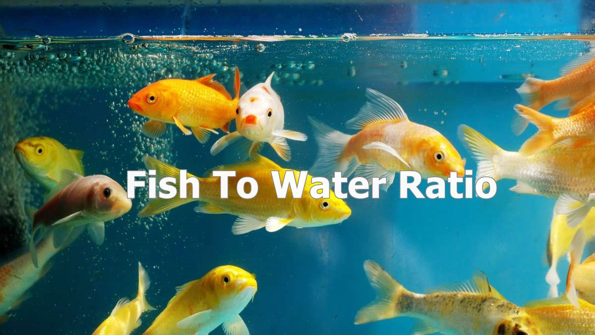 Fish to Water Ratio in Aquaponics