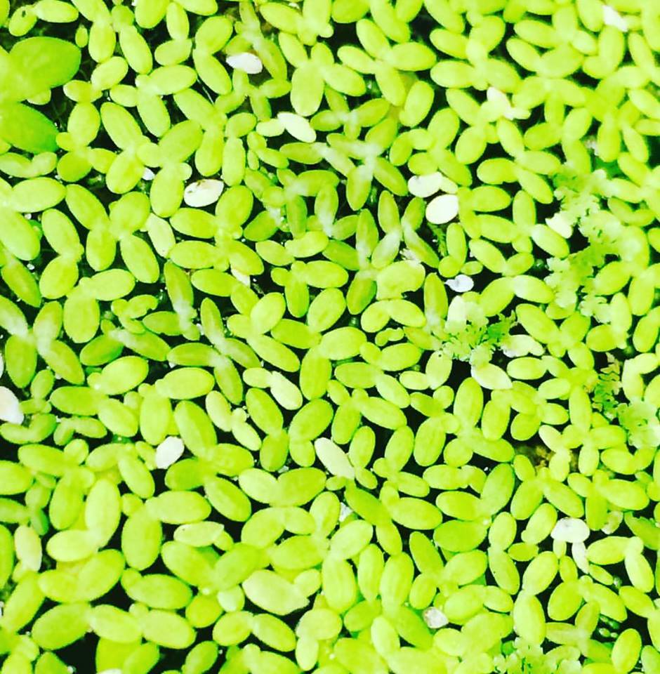 duckweed and aquaponics