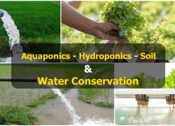 aquaponics using rainbow trout to grow plants in winter