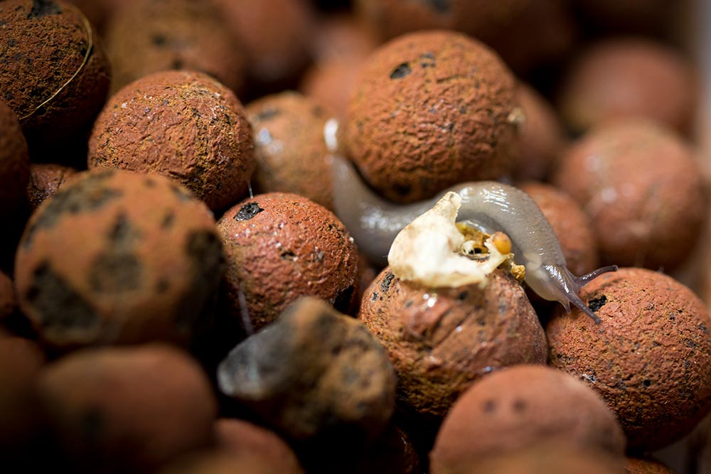 Slugs in aquaponics growbed