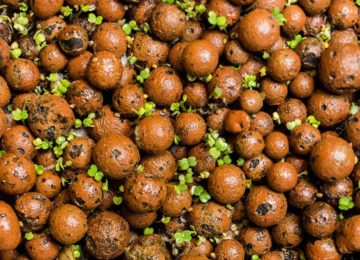 Hydroton Leca Expanded Clay Pellets