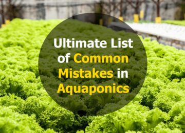 common mistakes in aquaponics