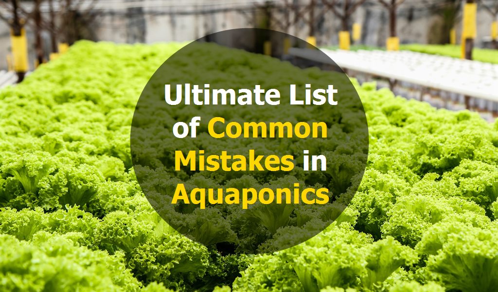 common mistakes in aquaponics