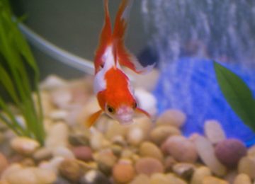 Everything about Ryukin Goldfish
