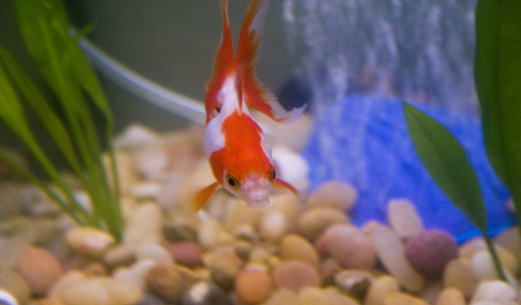 Everything about Ryukin Goldfish