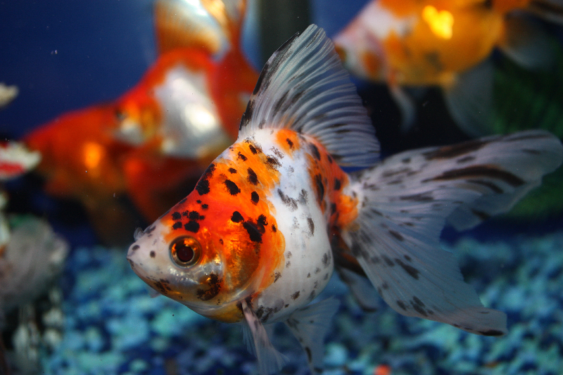 Calico Ryukin Goldfish