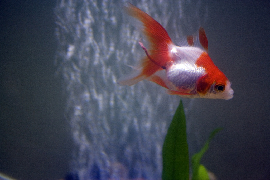 Red and White Ryukin Goldfish
