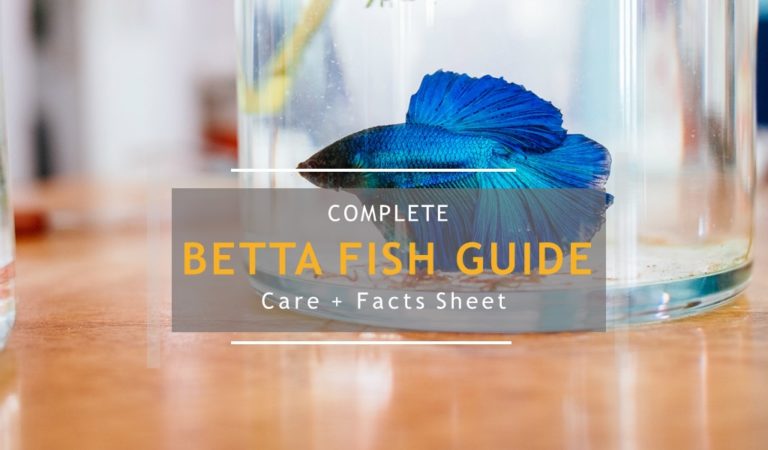 How To Care For A Betta Fish? Do’s & Dont’s With Facts