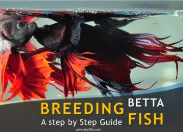 Guide to breeding betta fish