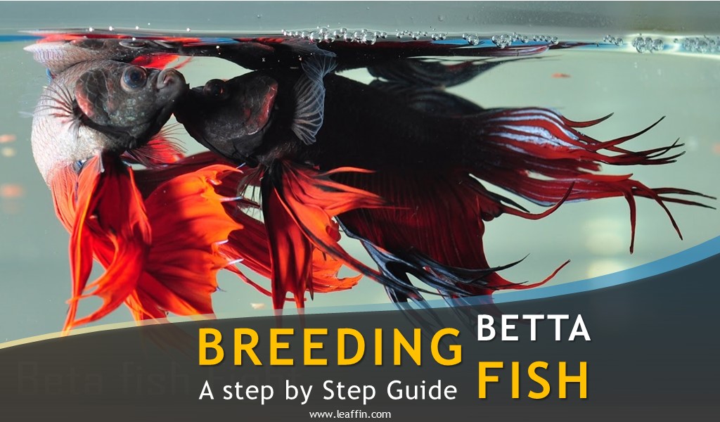 Guide to breeding betta fish