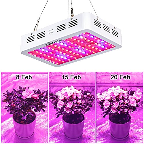 Best Led Light For 4x4 Grow Tent