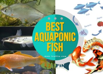 best fish for aquaponics