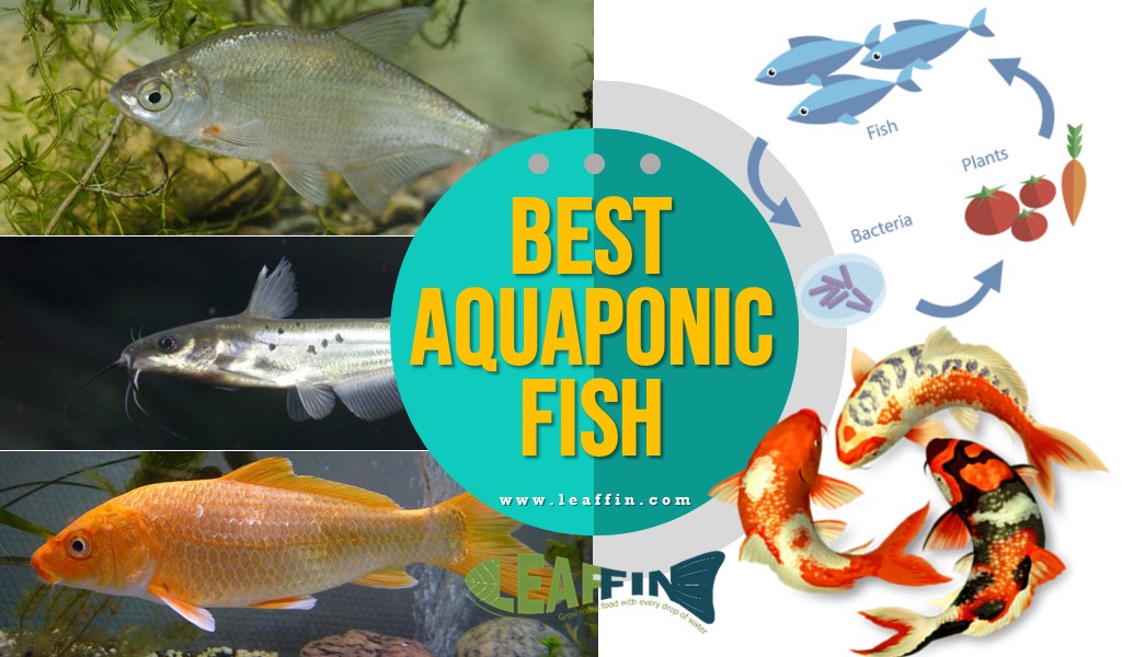 best fish for aquaponics