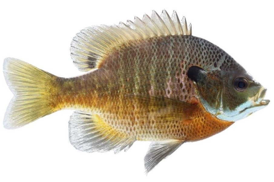 Bluegill aquaponics fish species