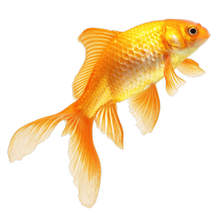 modular aquaponics 2/2 1000's of goldfish eating duck