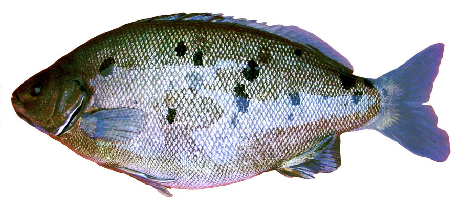 Aquaponics fish species