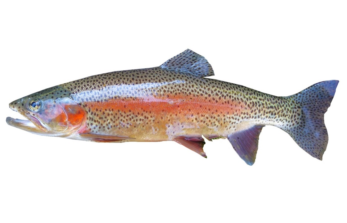 Aquaponics Using Rainbow Trout to Grow Plants in Winter ...