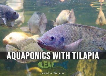 Tilapia for Aquaponics