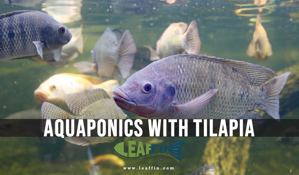 Tilapia for Aquaponics