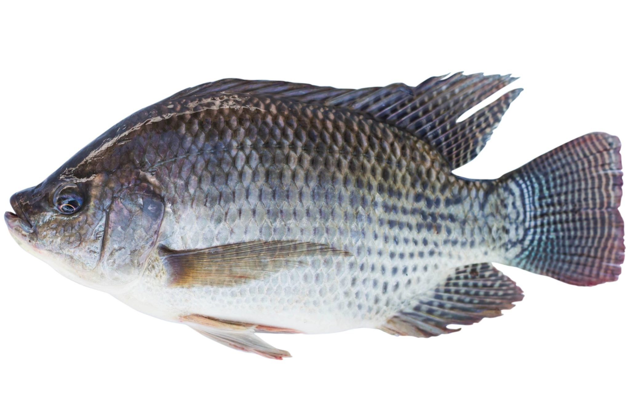 Aquaponics fish species