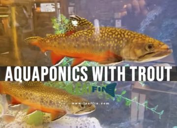 aquaponics with Trout