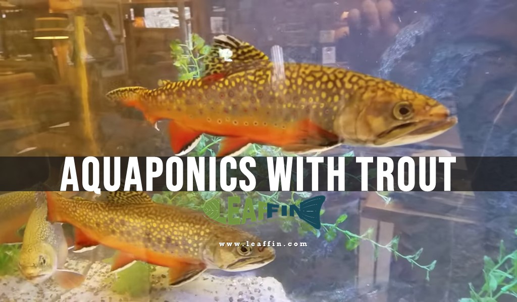 aquaponics with Trout